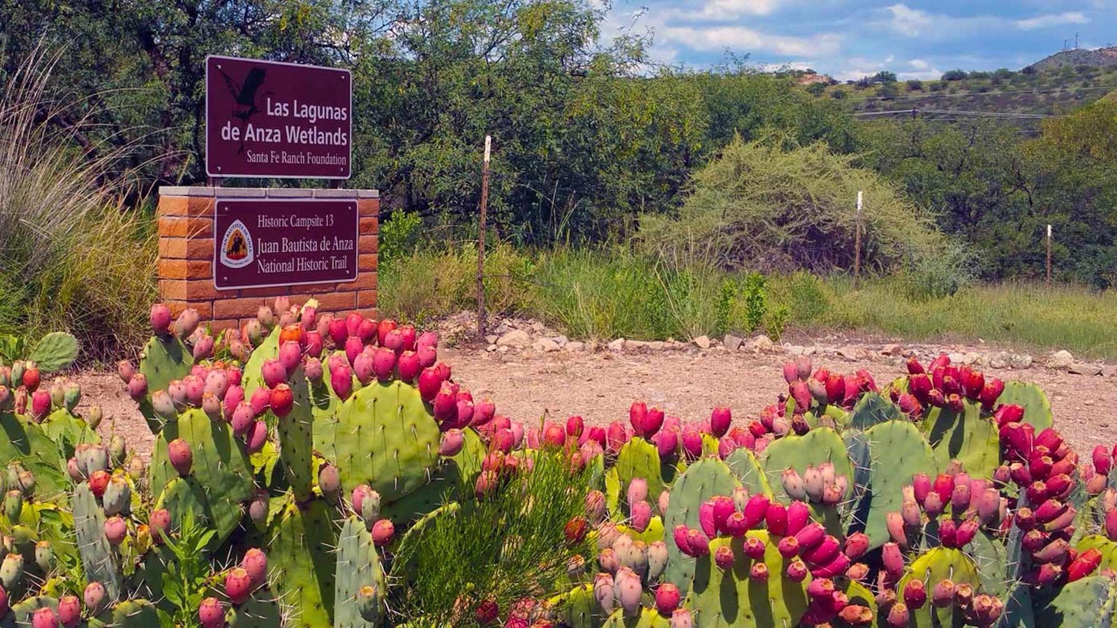 A cluster of cacti with red fruits in the foreground frame a welcome sign set in adobe. 
