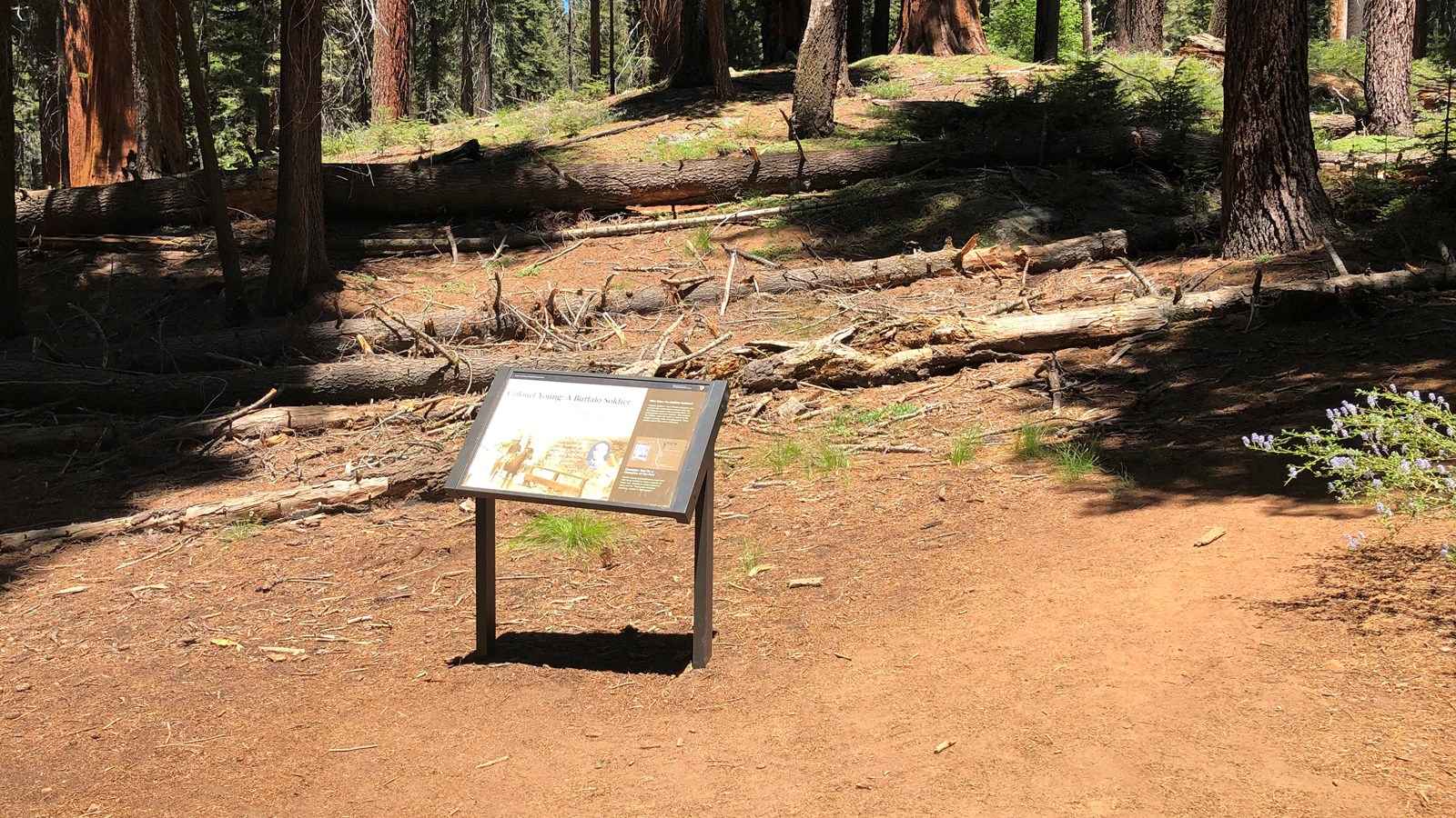 A wayside sign explaining Colonel Young: A Buffalo Soldier