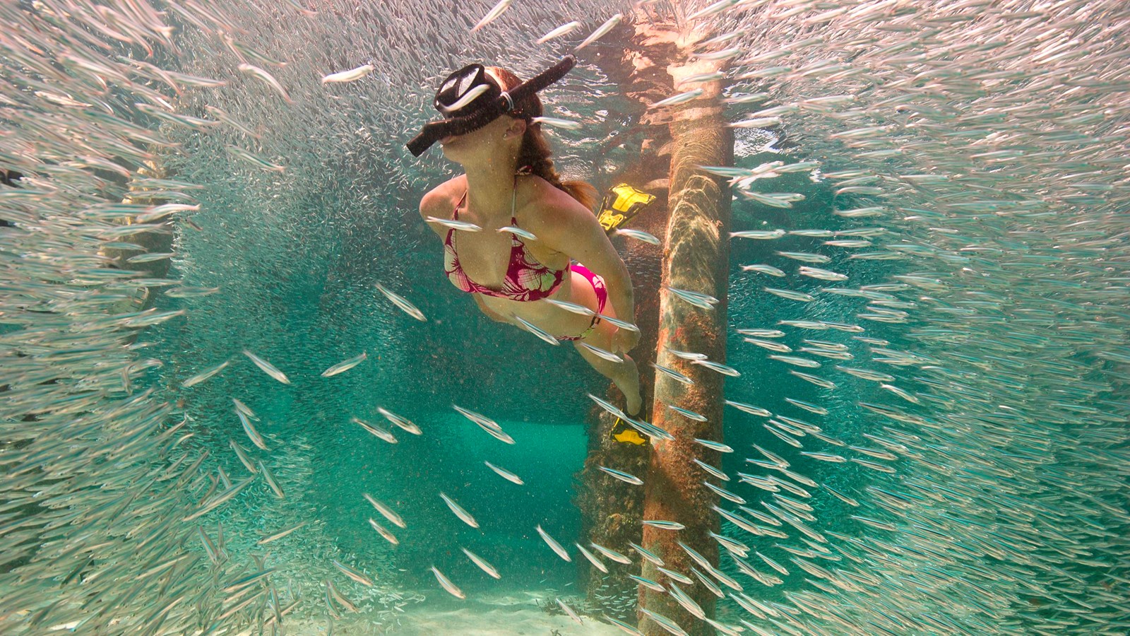 A free diver moves swiftly through the pier pilings as tiny silver fish make a halo around her.