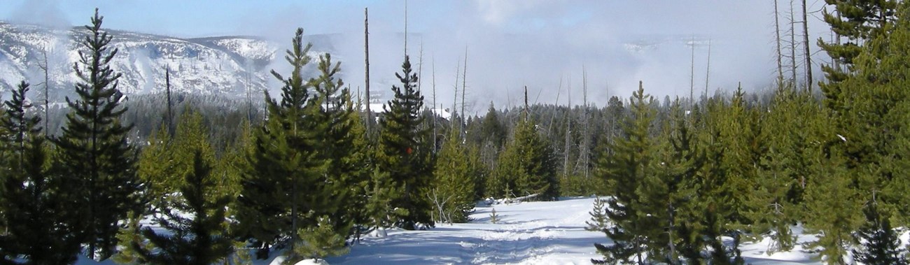 The Fern Cascades Loop Ski Trail as seen from a forested, flat section of trail.