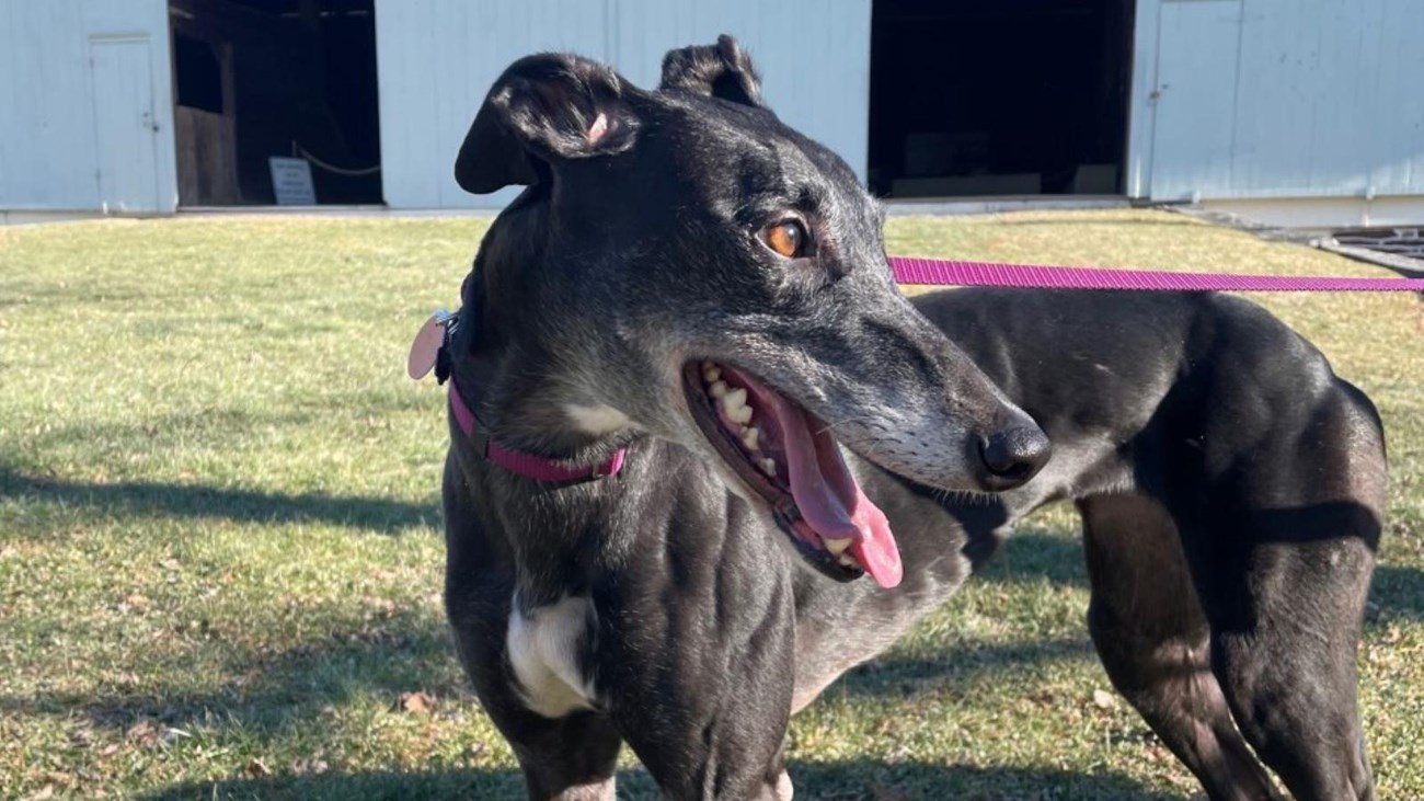 A color image of a black greyound standing on grass in front of a light green barn