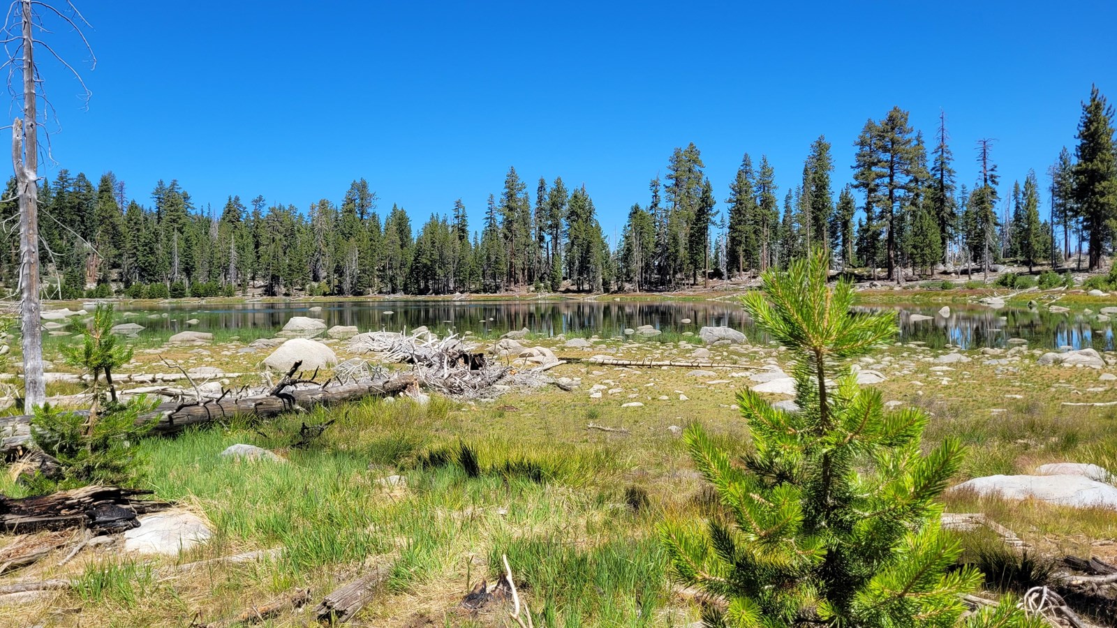 A forested lake dotted surrounded by grasses, downed trees, and boulders