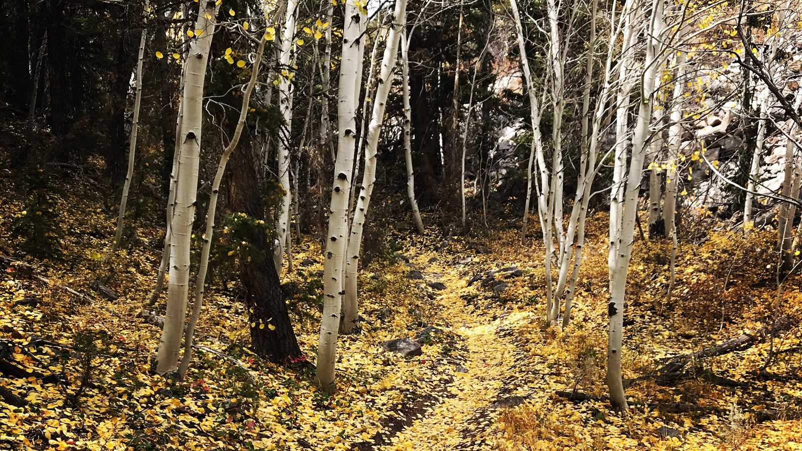 Lehman Creek trail covered in orange aspen leaves