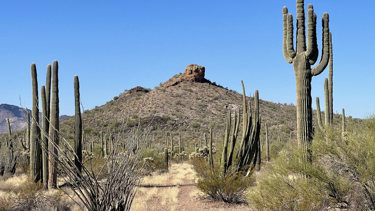 A dirt road meanders past organ pipe and saguaro cacti towards a small mountain.