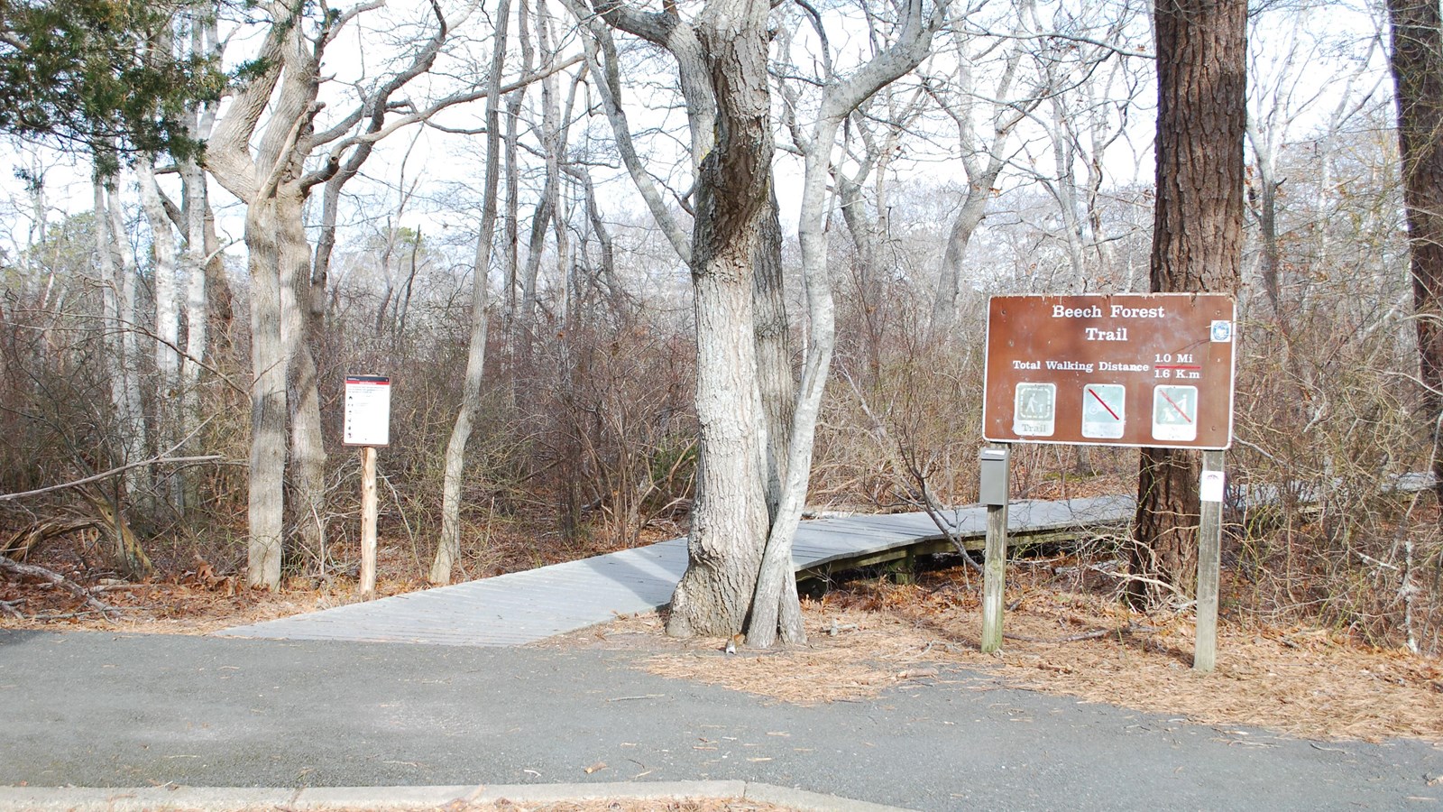 Entrance to the Beech Forest trail. Boardwalk enters the forest. Brown entrance sign.