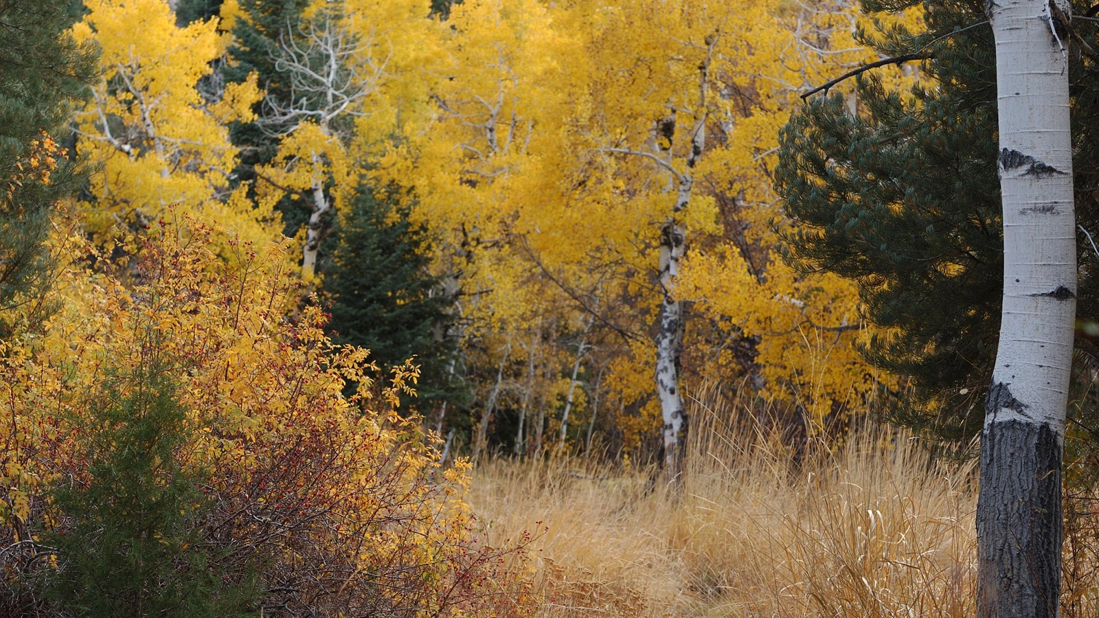 Pole canyon trail with aspens changing to bright yellow