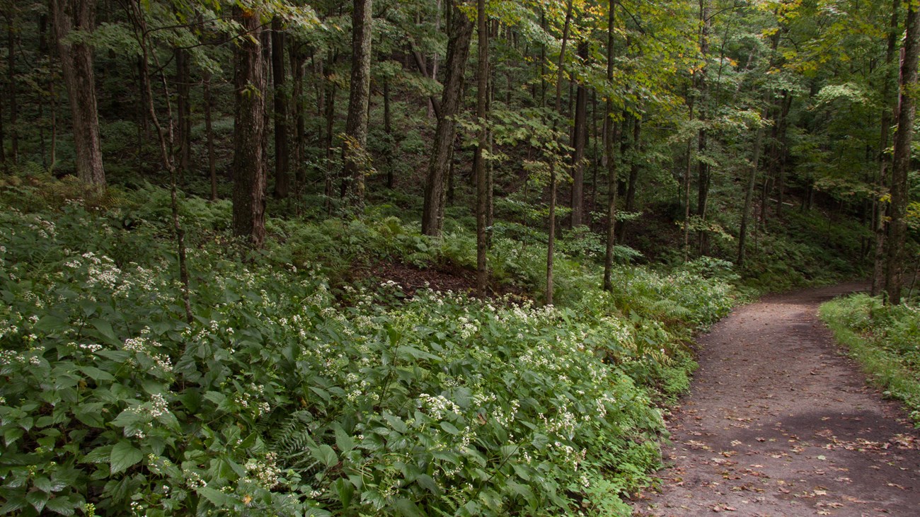 hiking trail in forest with lush ferns to the left of the trail