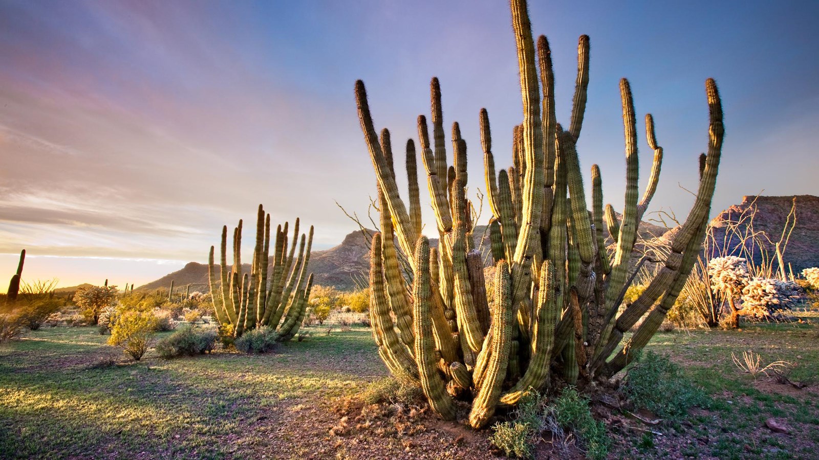 Mature organ pipe cactus in the desert at sunset.