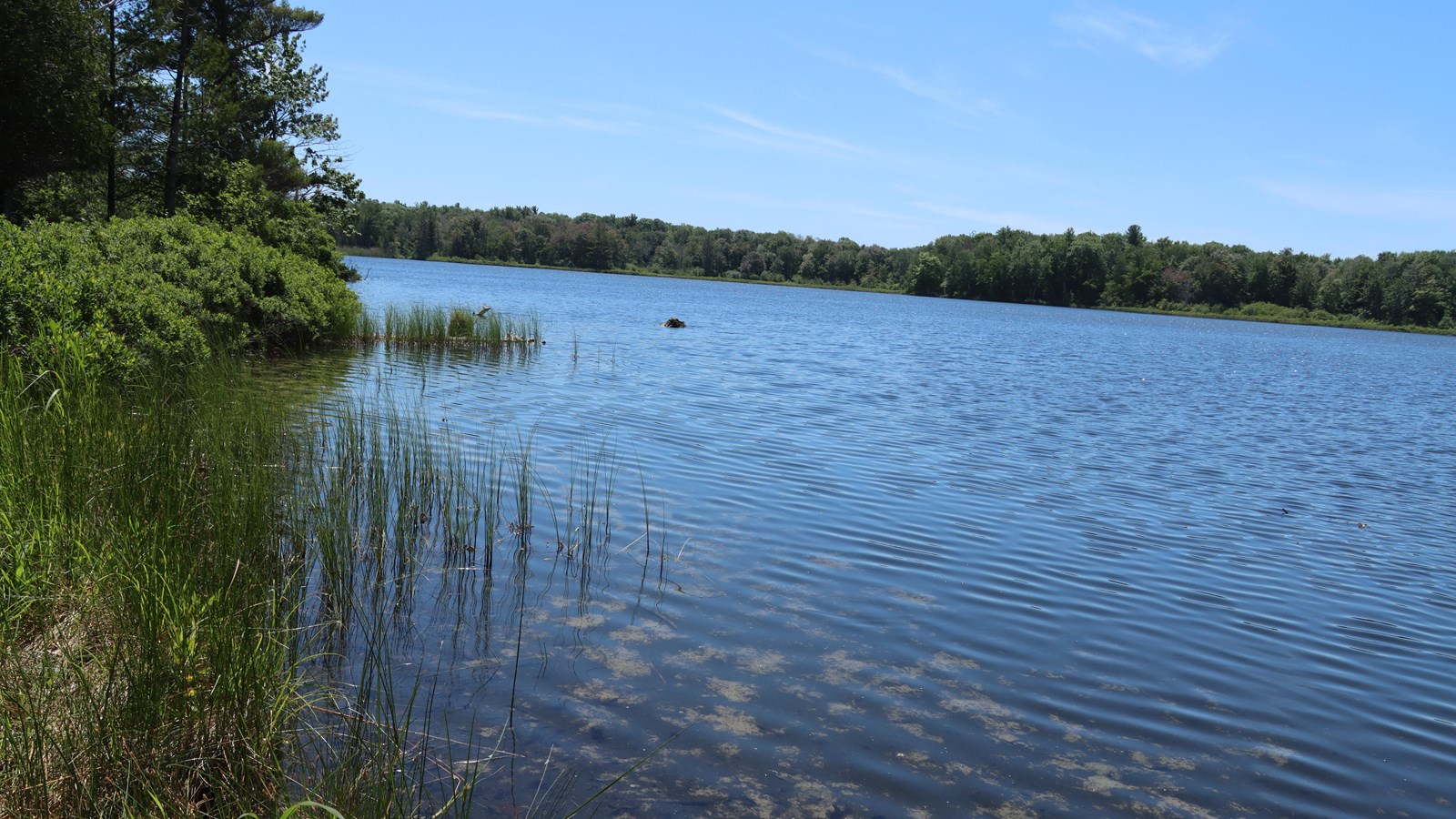 Bright blue sky reflects off the lake, a few long blades of grass peek out from the water. 