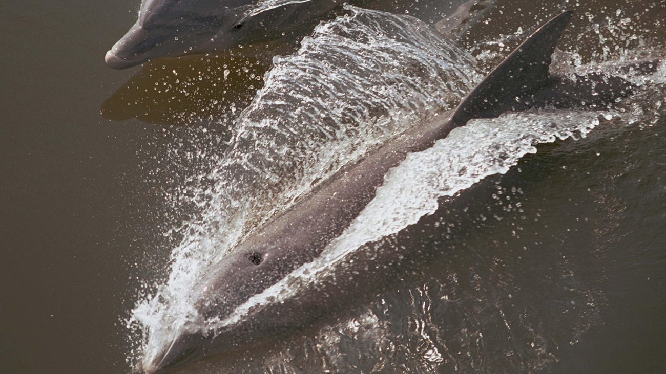 two dolphins swim seen from above