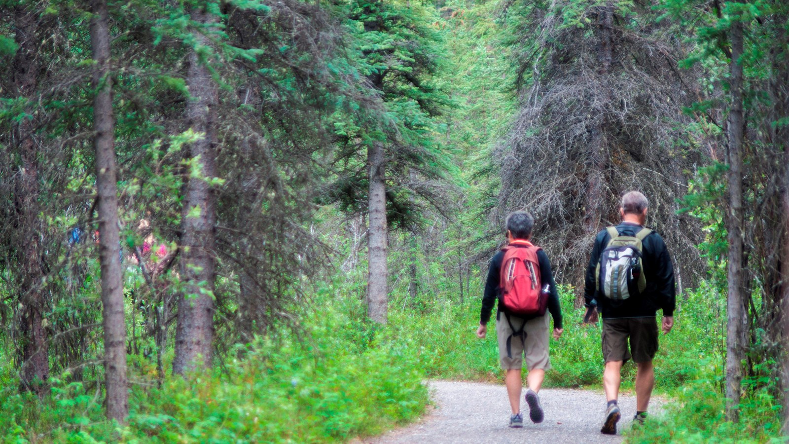 two people walking a trail in a forest