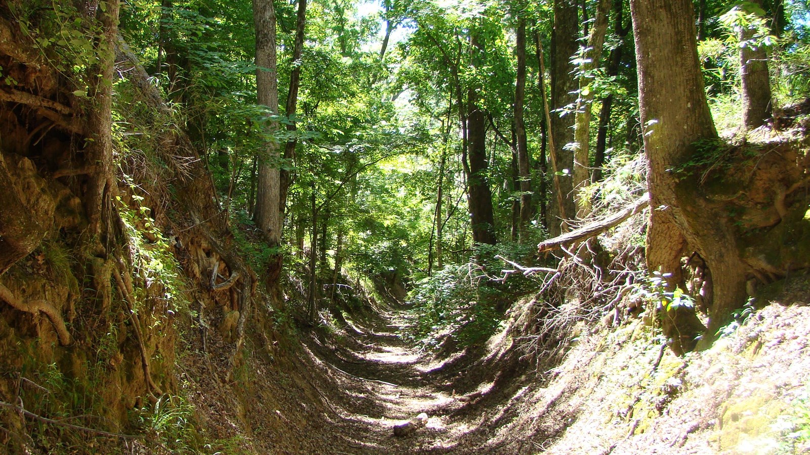 Sunken Trace Trail section is dirt embankments 10 feet on both side. Trees grow on embankments.