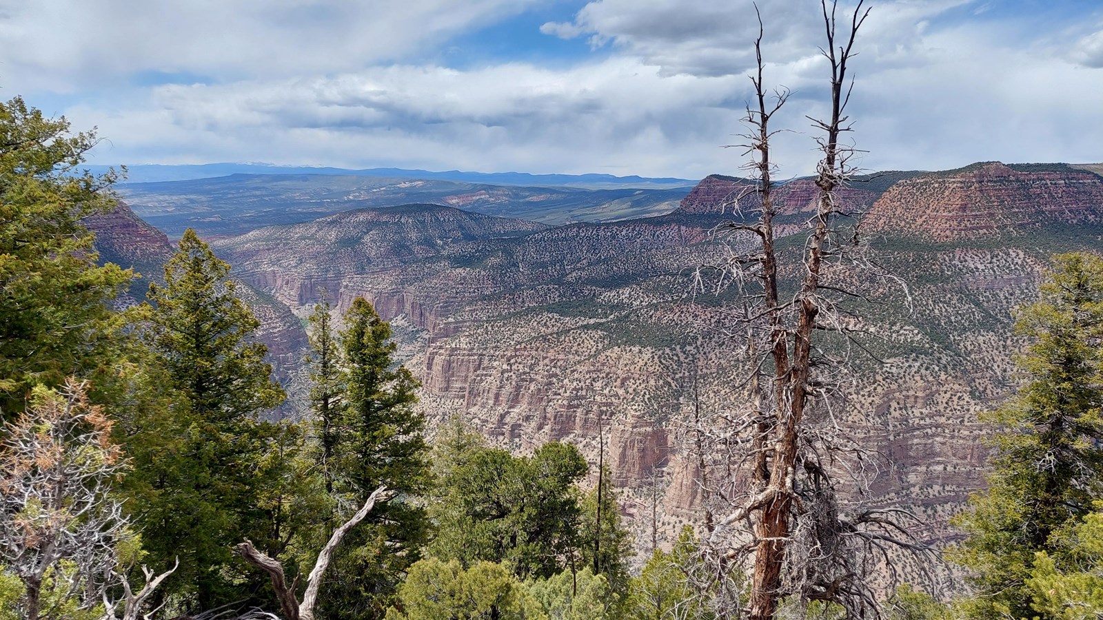 Large sandstone canyon cliffs covered in pine trees.