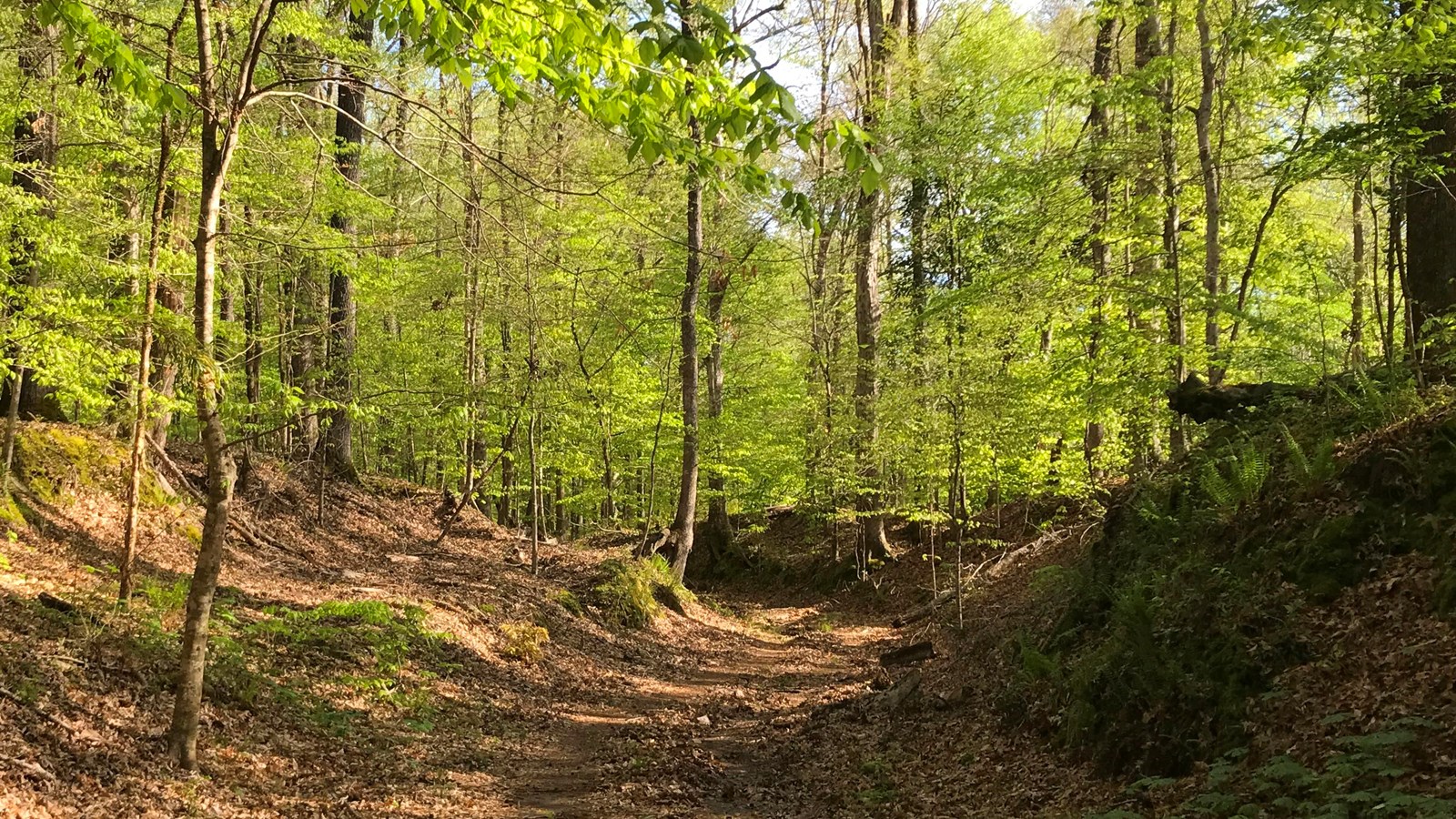 Hiking trail going away from viewer through the forest with lots of green leaves on the trees.