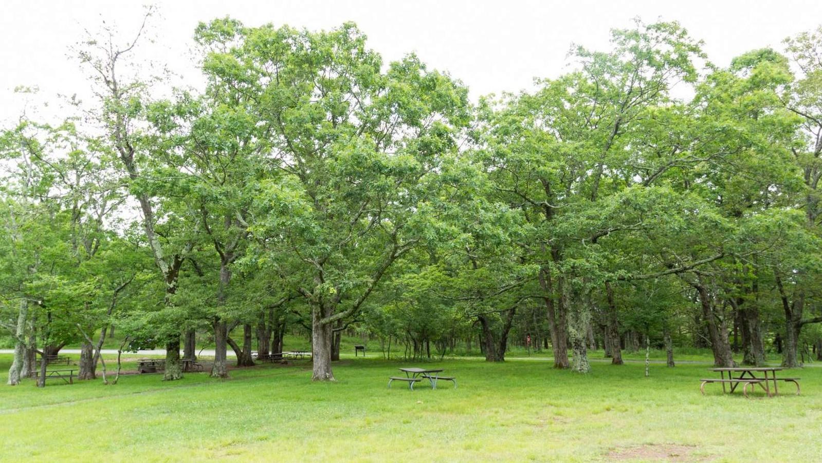 An open grassy area with trees in the distance.