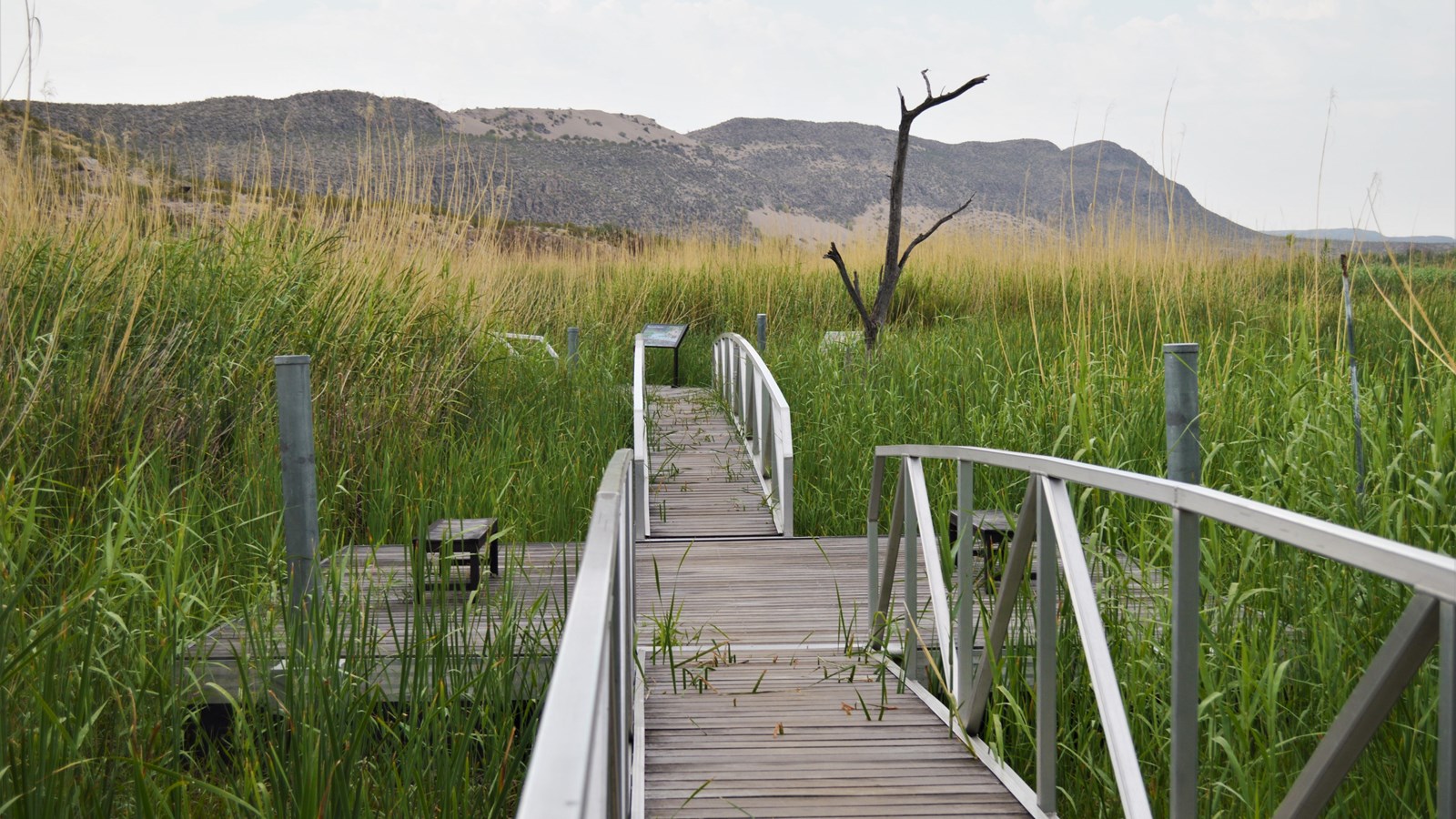 A metal boardwalk stretches along the length of a pond surrounded by cane and cattails.