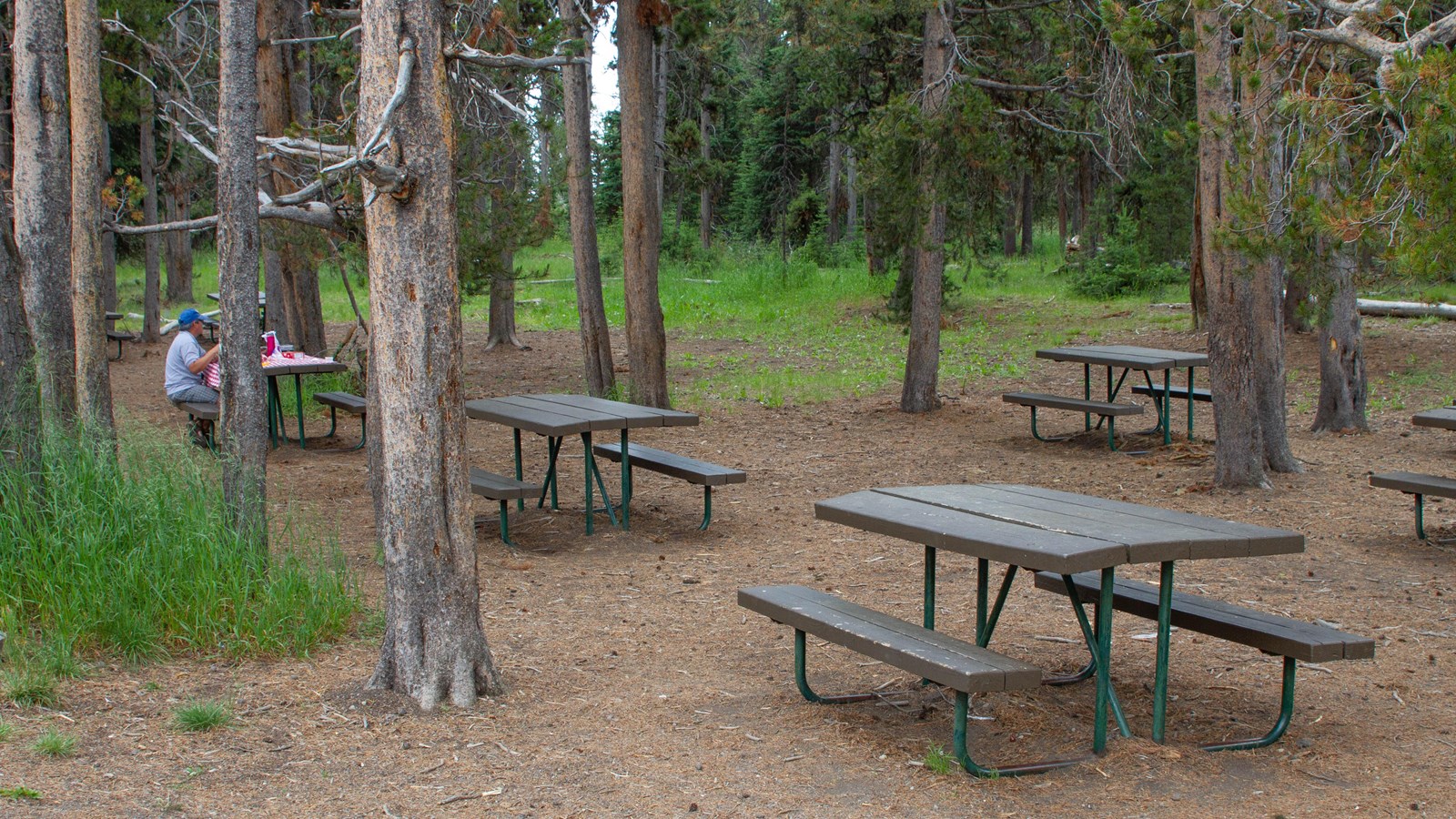 Picnic tables in a forested area
