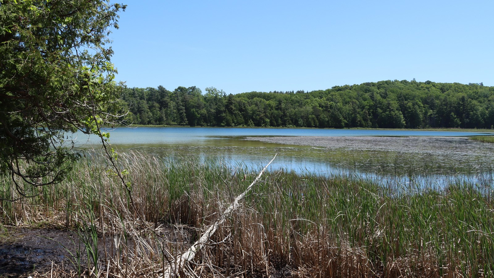 A muddy shore greets you, grasses hiking where the lake starts. Trees surround the edge.