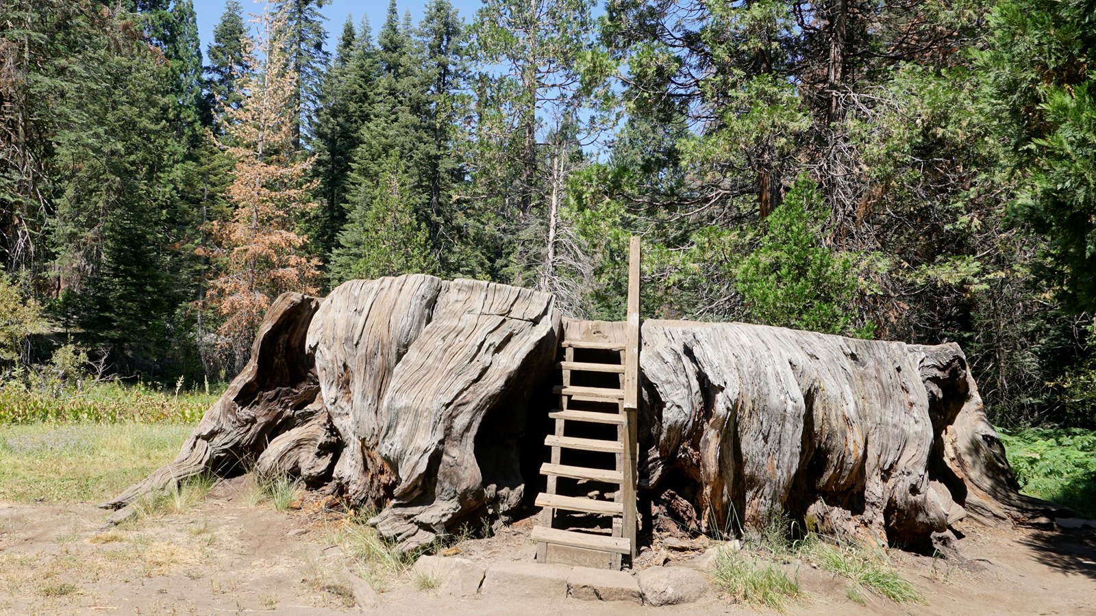 A large stump sits in the foreground behind it is a clearing of grass leading to large trees