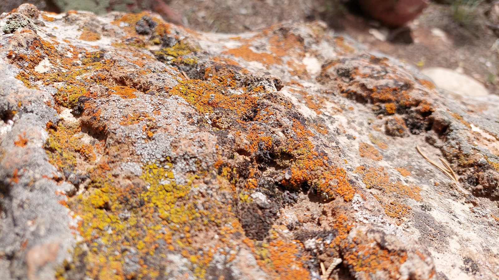 A rock with orange lichen covering the surface.