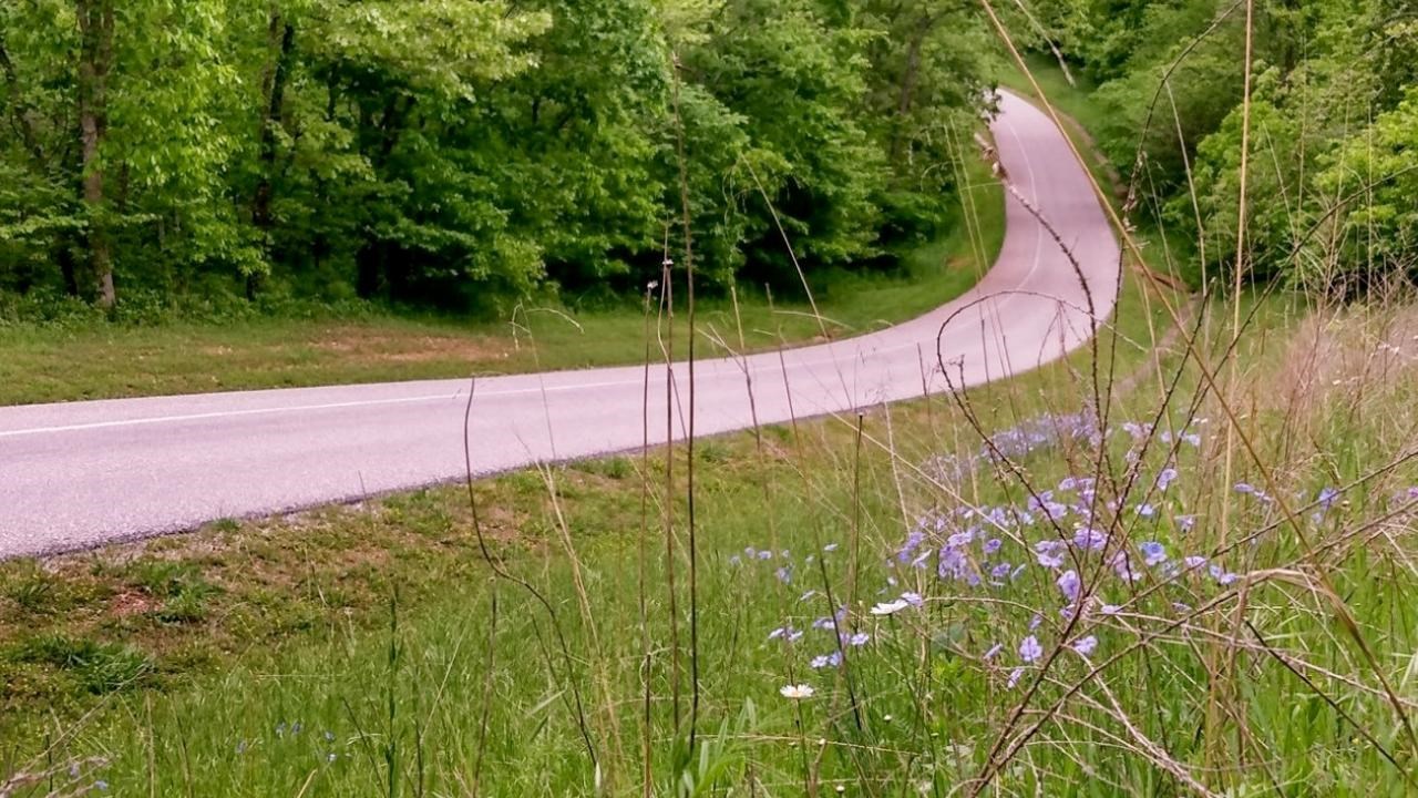 Self guided auto tour road winding downhill with flowers and grass alongside