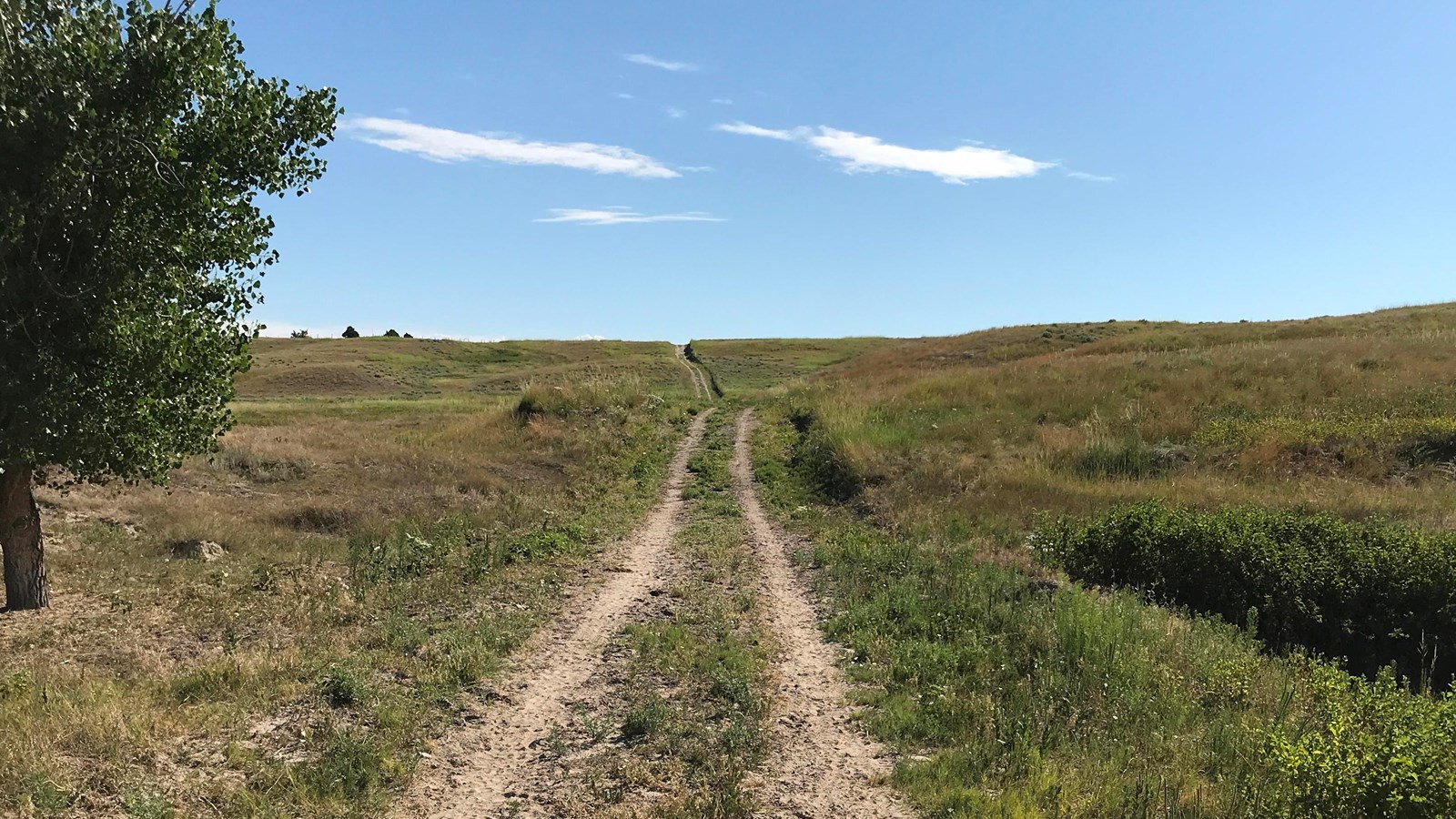 A two-track extends into the horizon among prairie grasses and a single cottonwood under a blue sky.