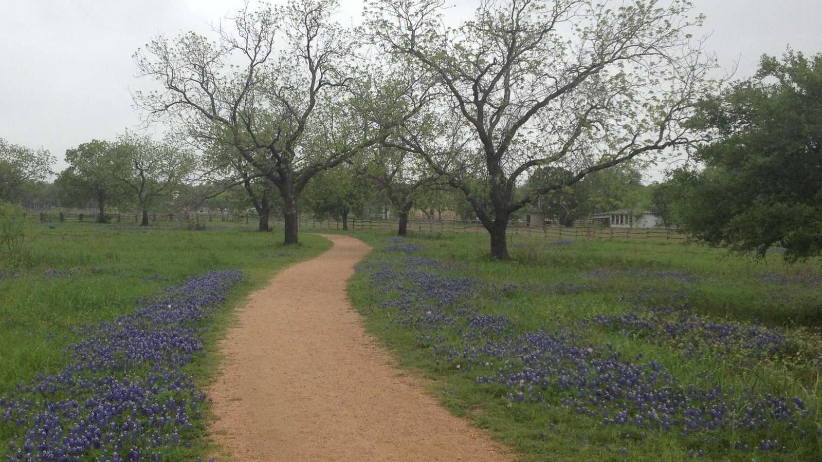 A gravel path winds past bluebonnets on either side and trees blooming in spring.