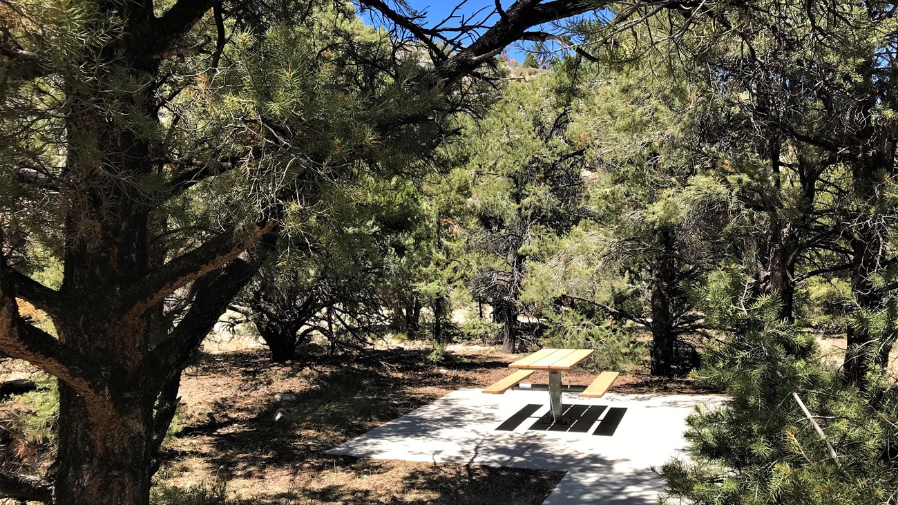 brown picnic table surrounded but juniper and pine treed
