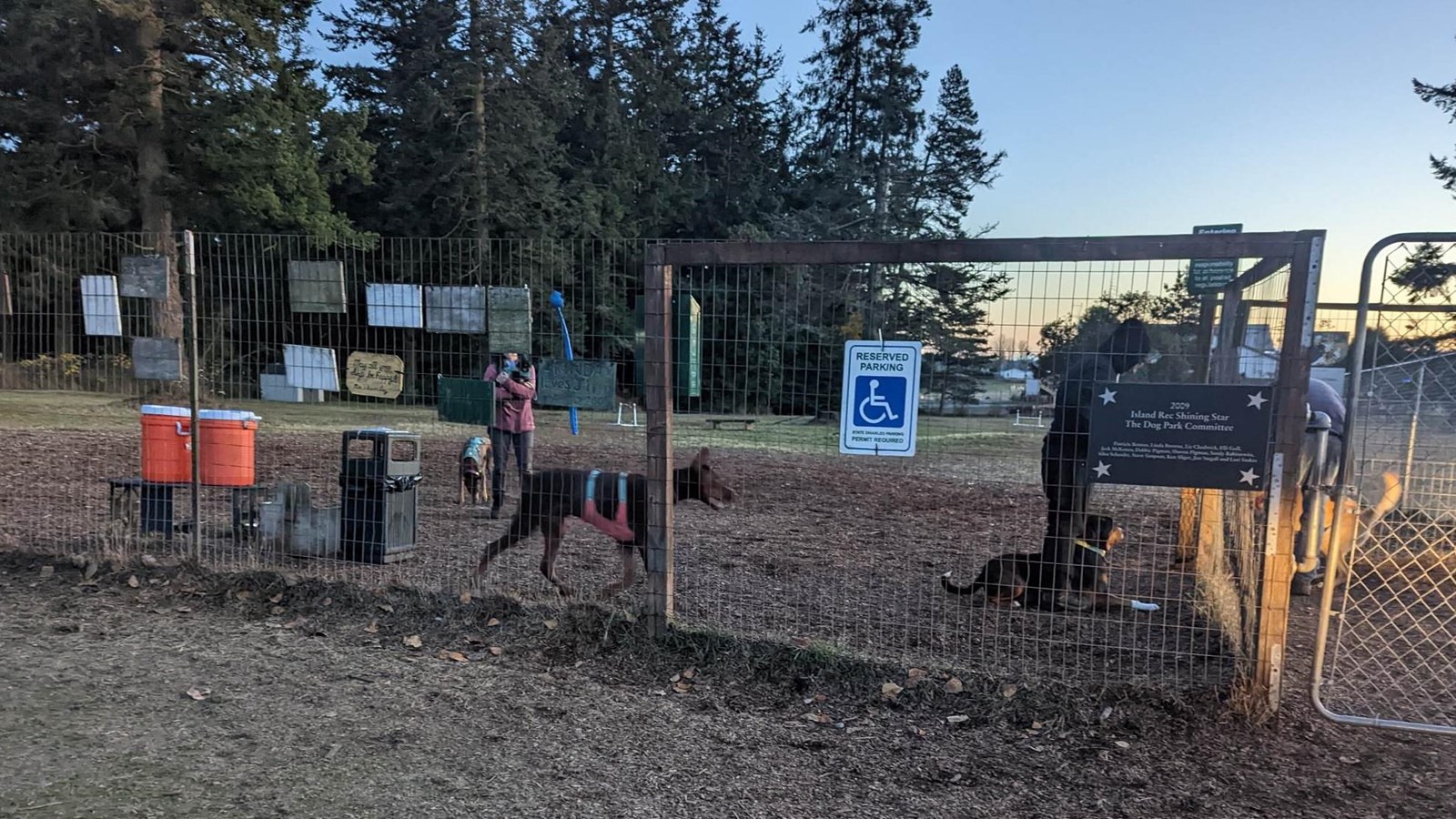 photograph of multiple dogs inside a dog park