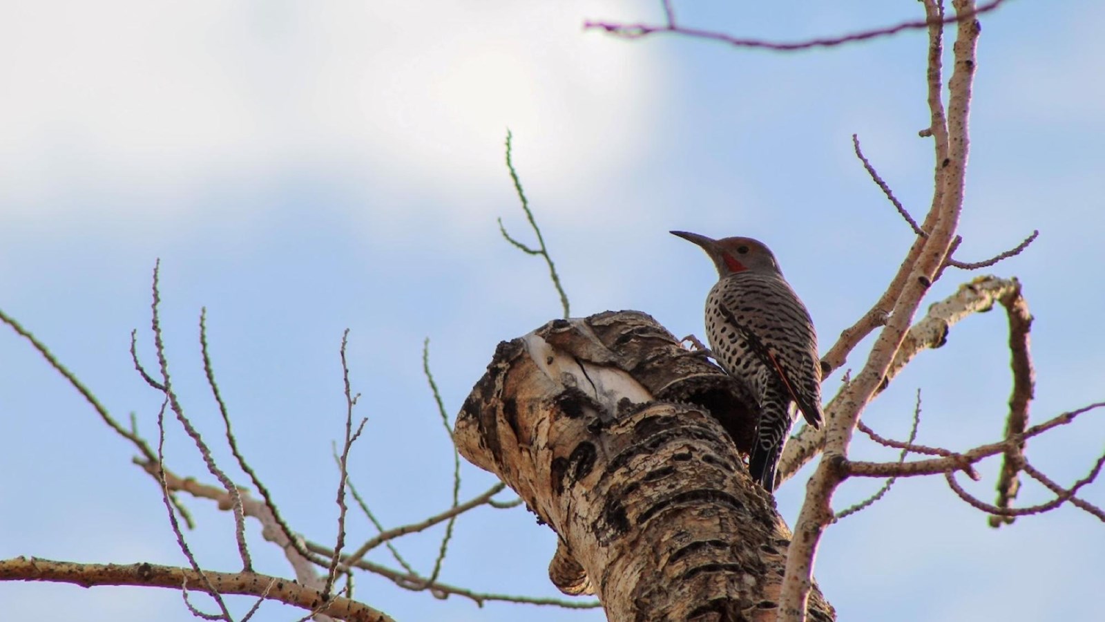 A small bird with black spots and a red head on a tree.