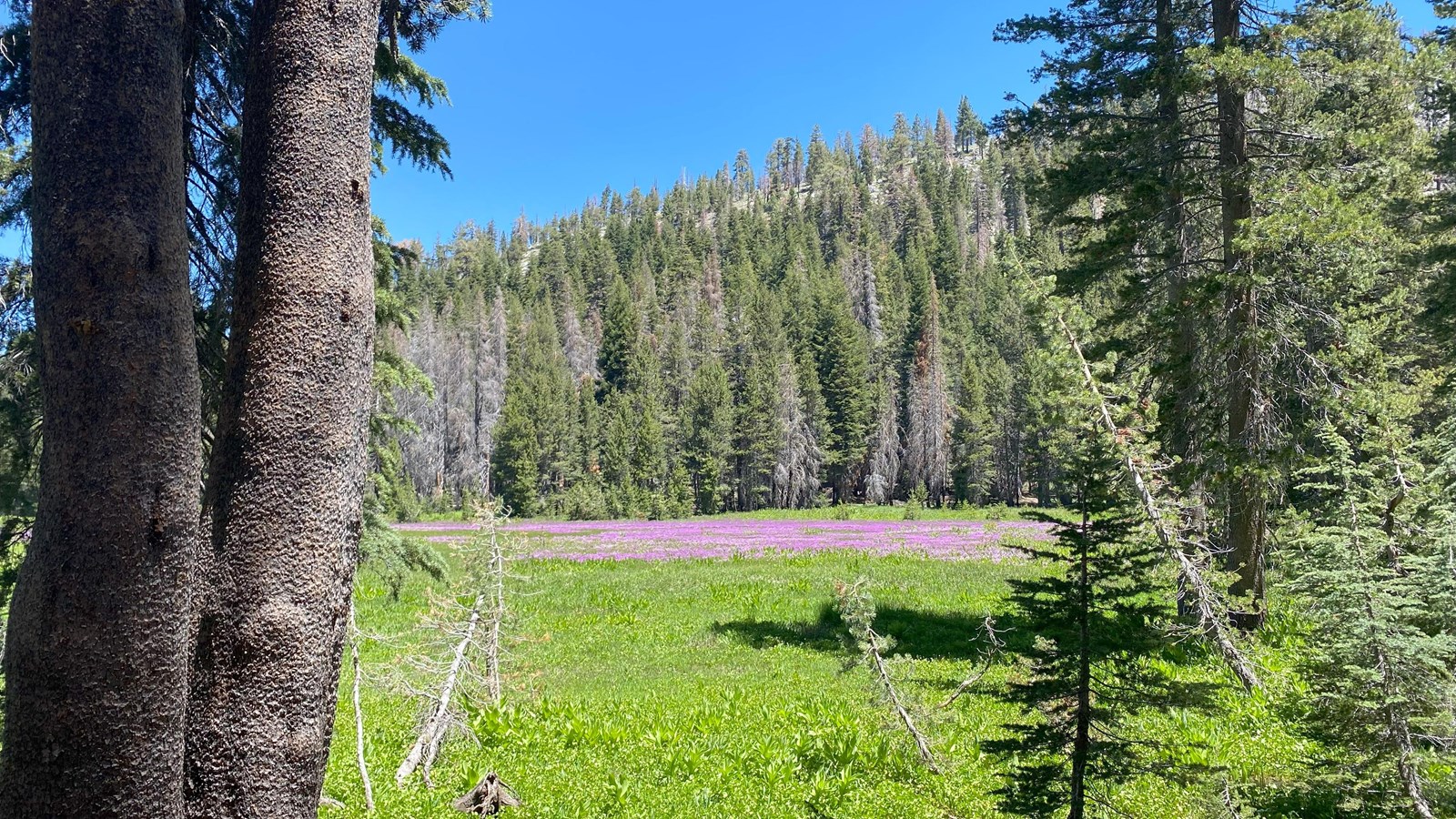 A meadow blanketed in grasses and pink wildflowers surrounded by trees