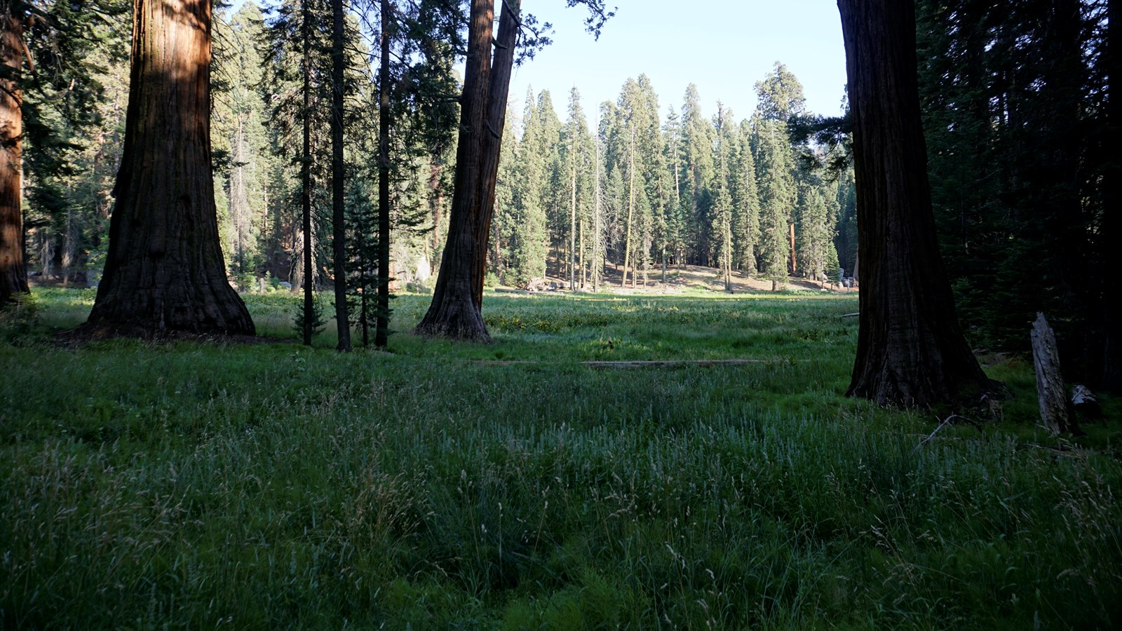 Green grass grows in a meadow between large Sequoia trees