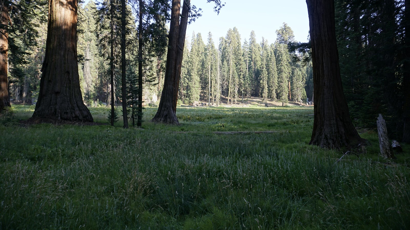 Green grass grows in a meadow between large Sequoia trees