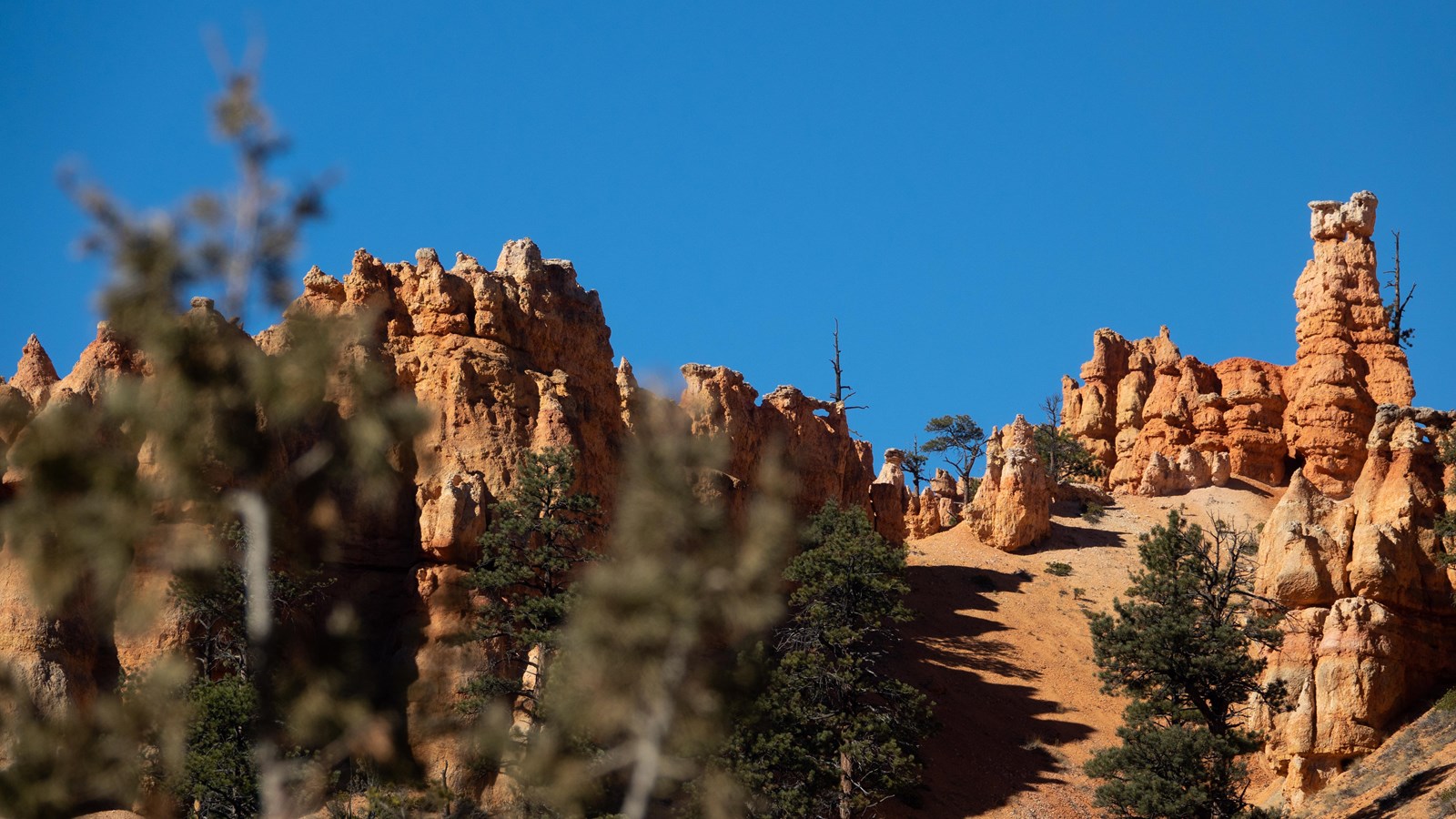 Tree branches partially obscure distant orange limestone spires