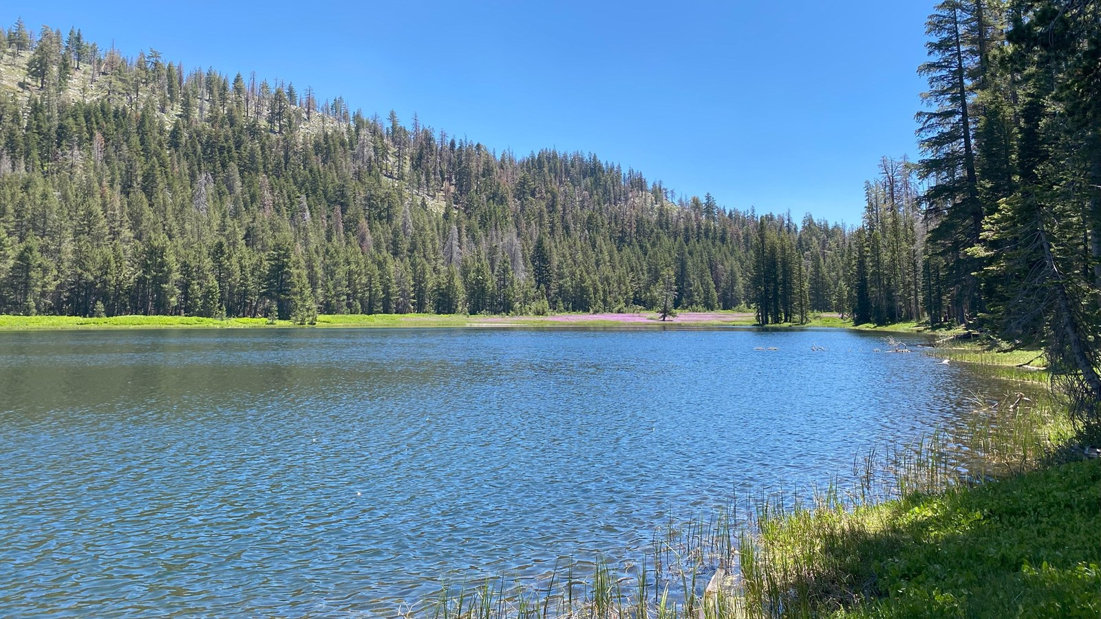 A blue lake surrounded by conifer forest