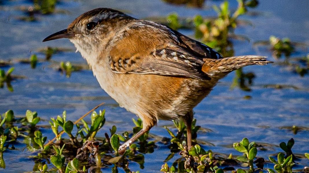 A small bird with a thin pointed beak, white chest, brown back, and black and white dotted wings.