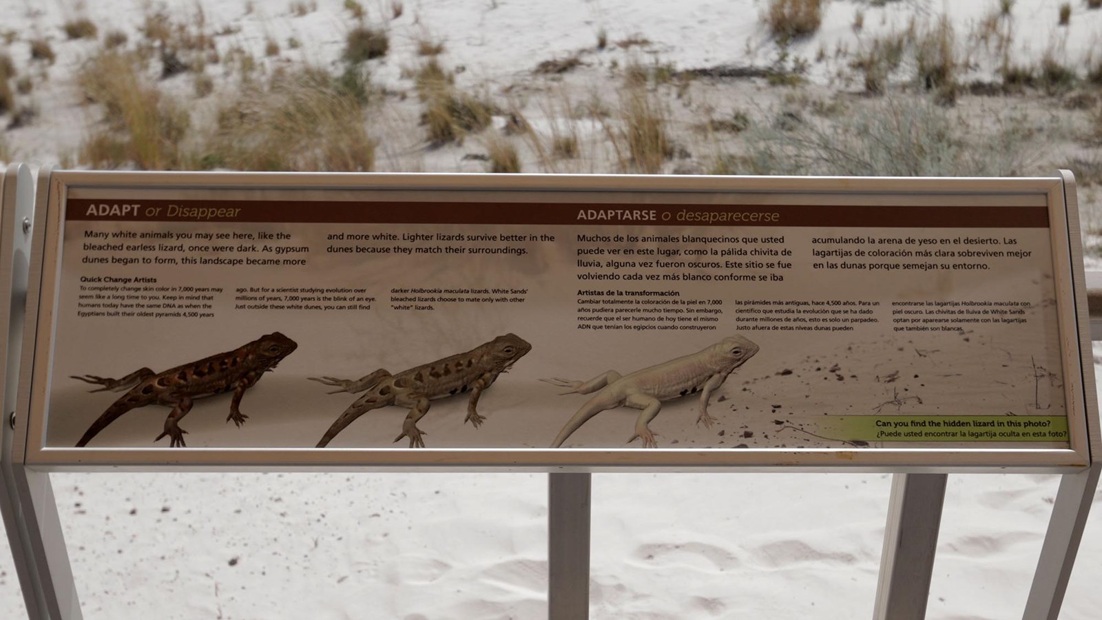 Interpretive sign illustration the changing color of lizards from dark to light.