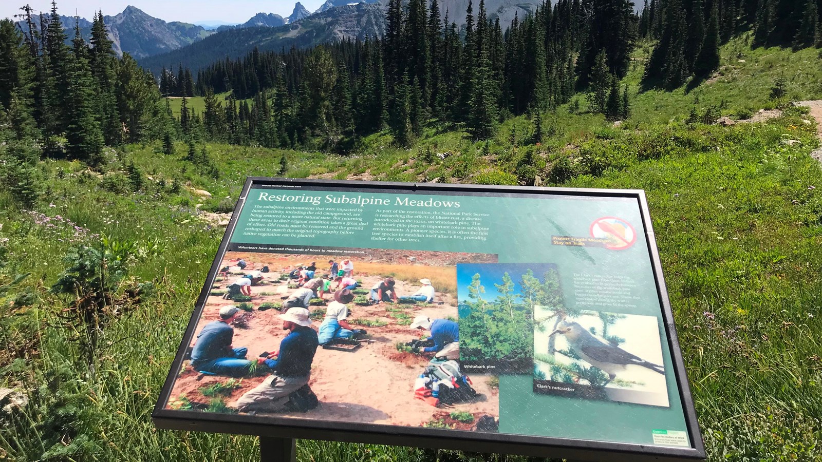 A wayside panel in a metal frame overlooking a meadow slope dotted with subalpine fir.