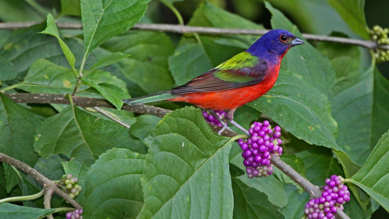a bright red, green and blue song bird sits on a branch with vivid purple berries