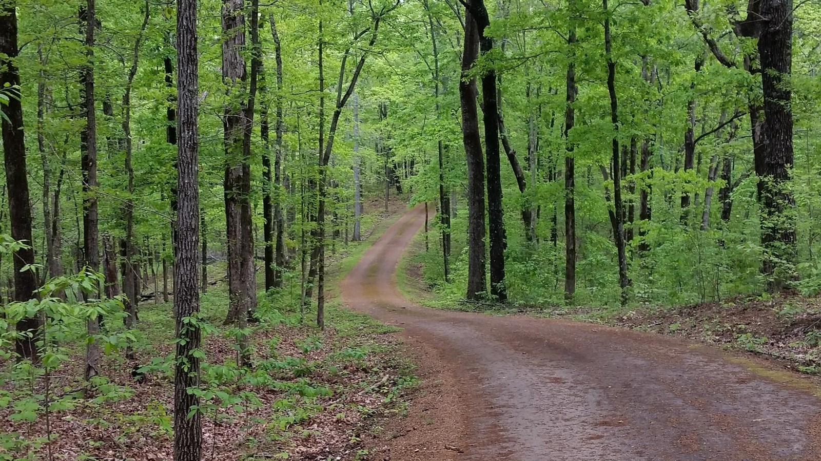 A rustic road through a forest with new growth leaves.