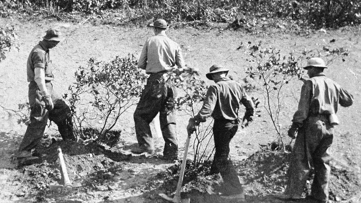 Four CCC workers using pickaxes to plant mountain laurel shrubs along Skyline Drive.