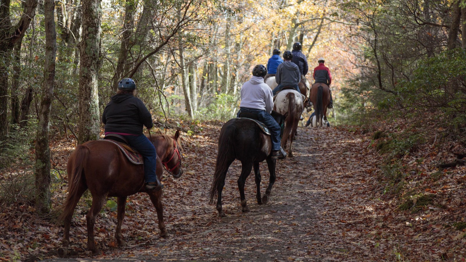 A line of people on horseback ride down a dirt trail in a green forest.