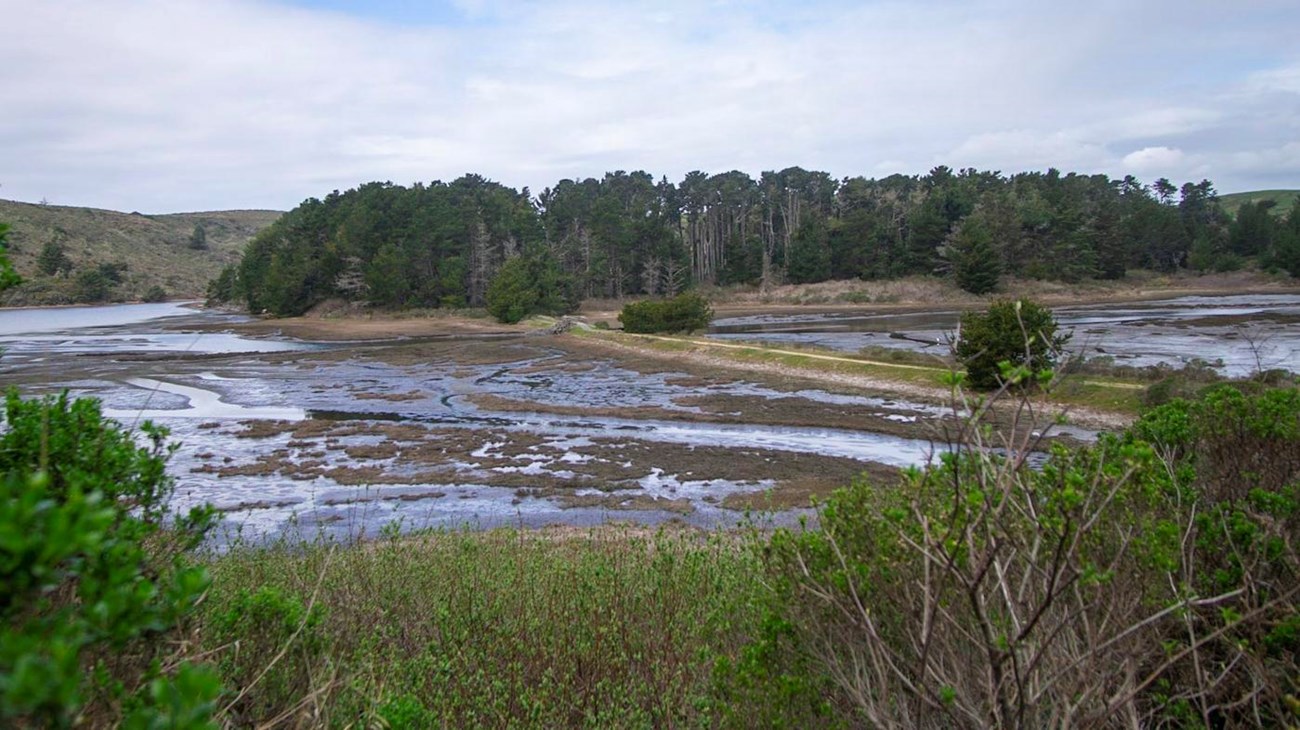 A dike cuts across a tidal marsh, with forest in the distance and shrubs in the foreground.