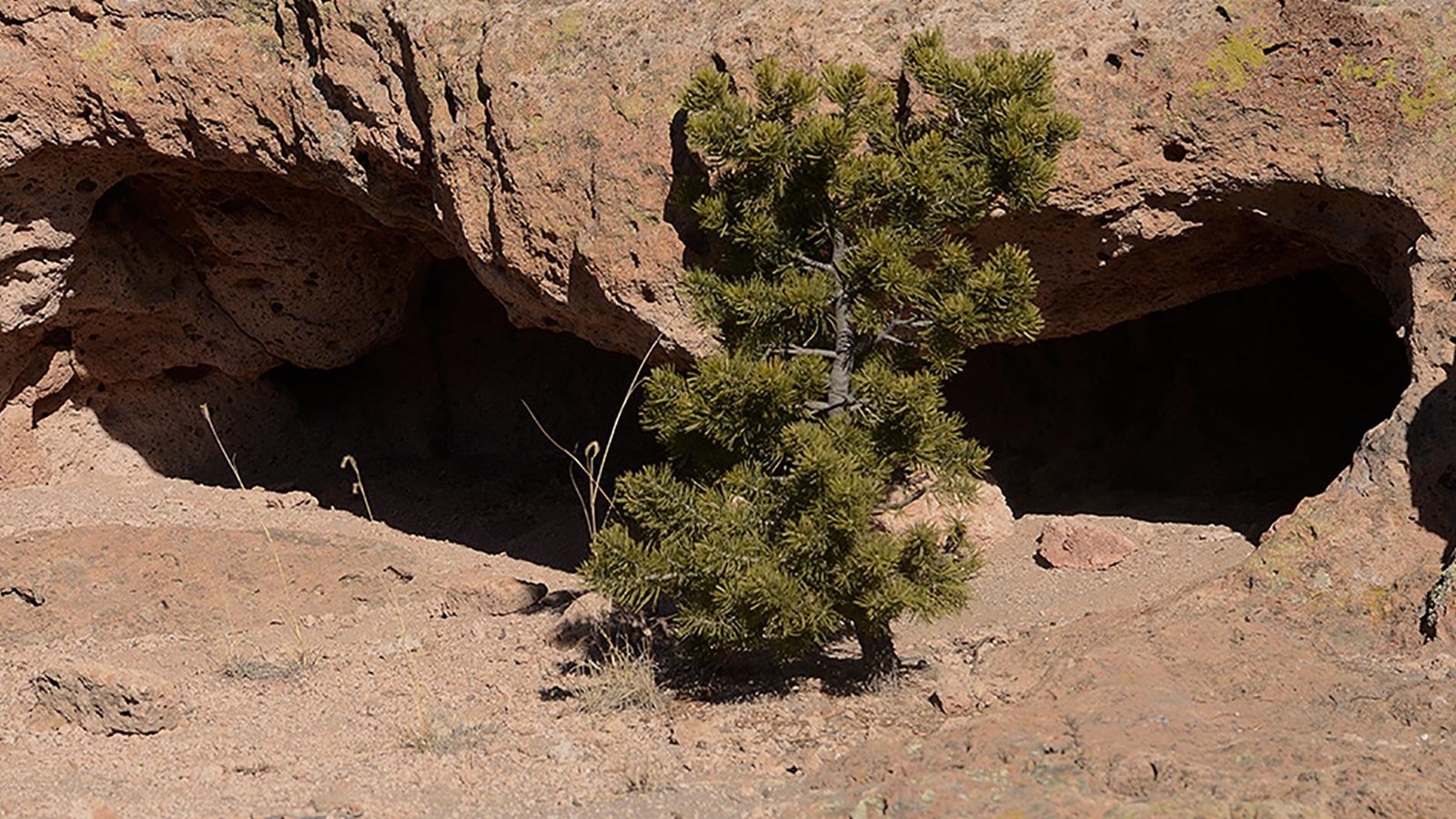 a small piñon tree grows in front of a cavity in pinkish rock