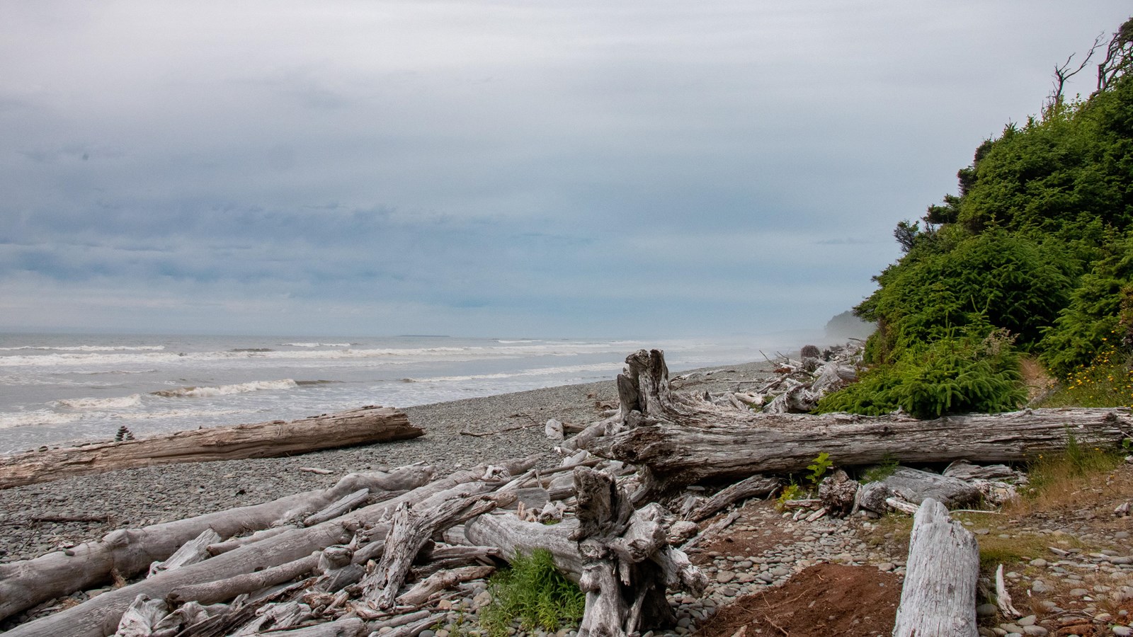 A rocky beach with huge, sun-bleached drift logs.