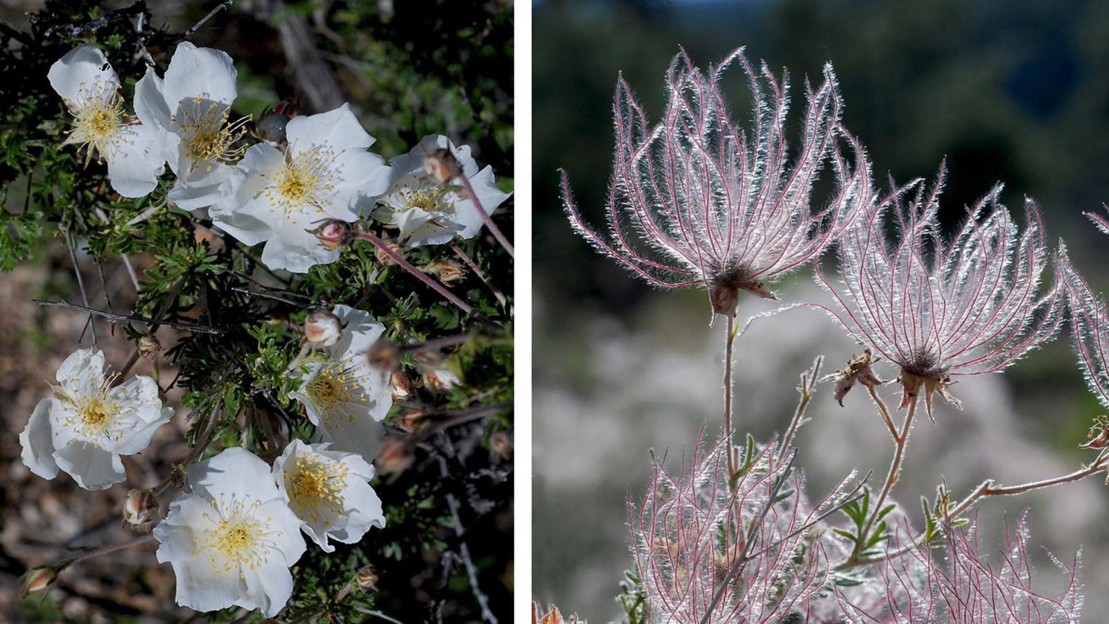 two images of a plant, one with white 5 petaled flowers and another with iridescent plumes