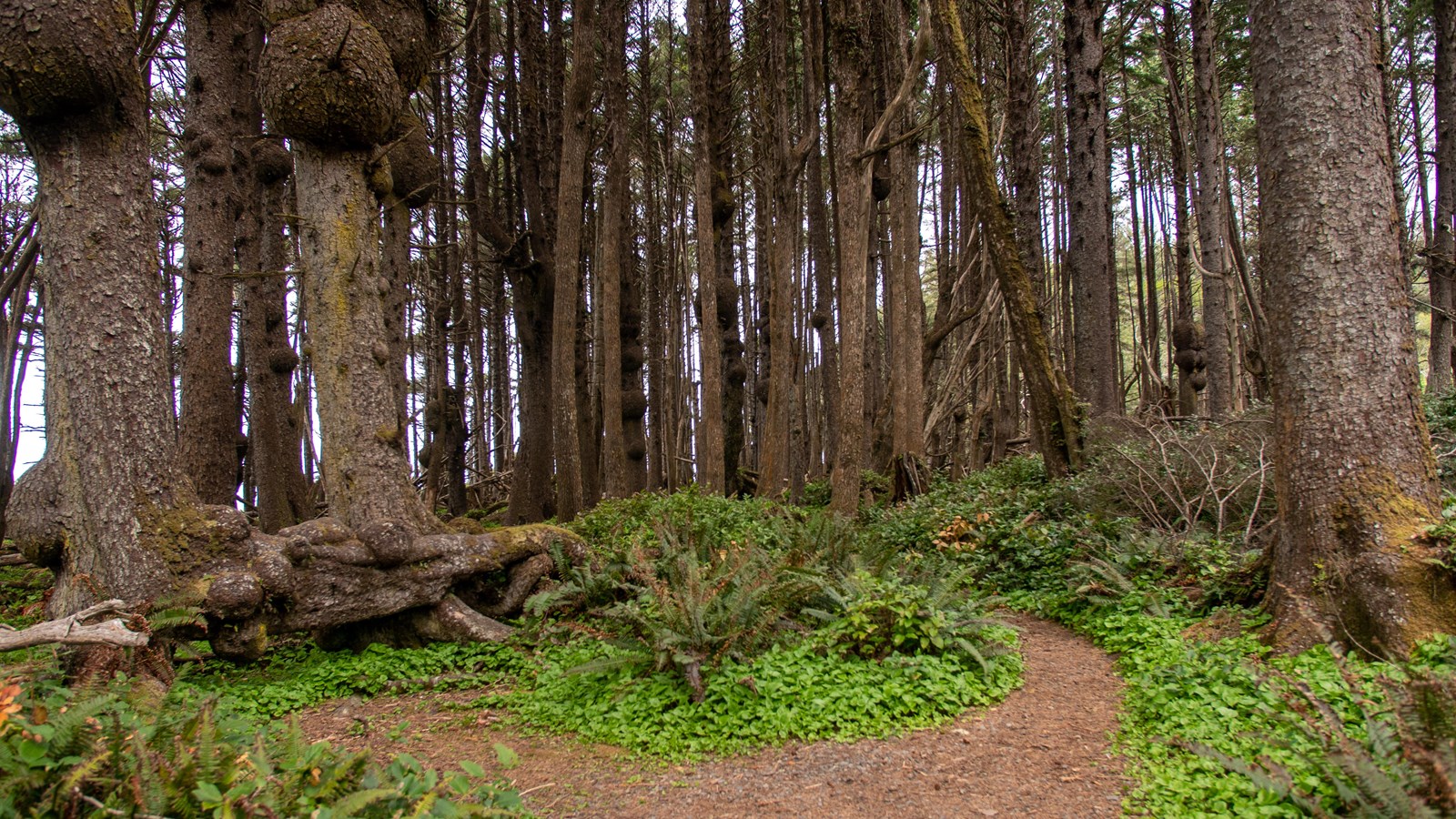 A trail through a forest. The trees have large round protrusions, or burls, in their bark.
