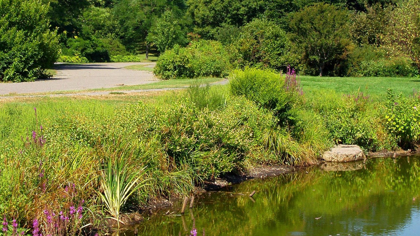 Photo of pond and trees. 