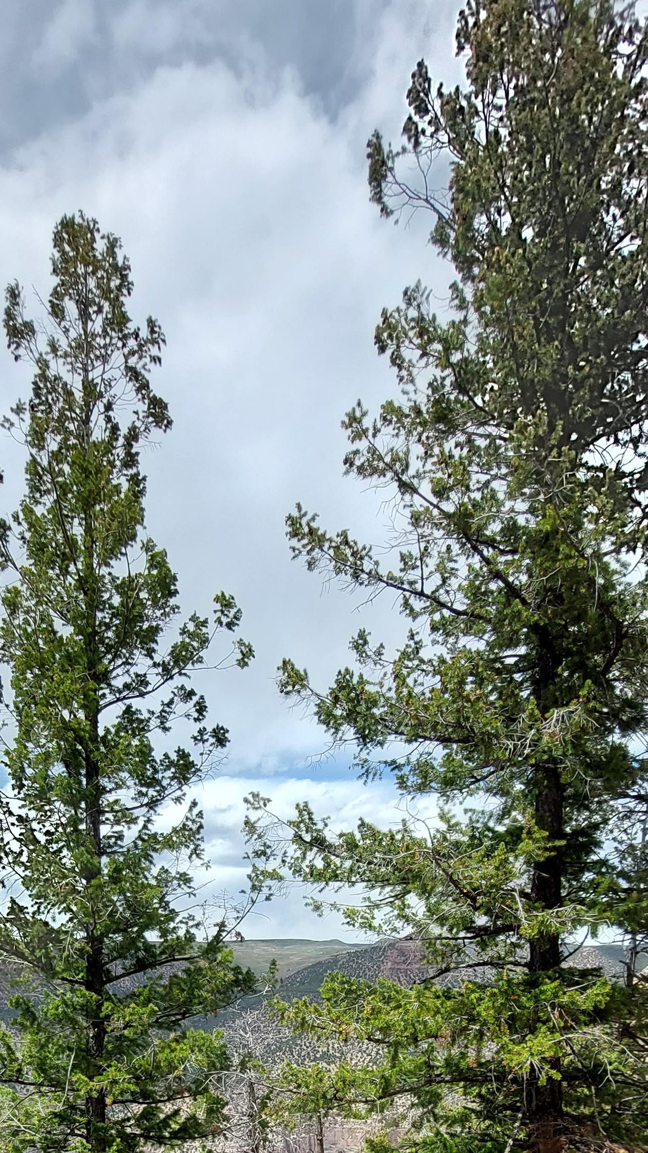 Tall green douglas fir trees