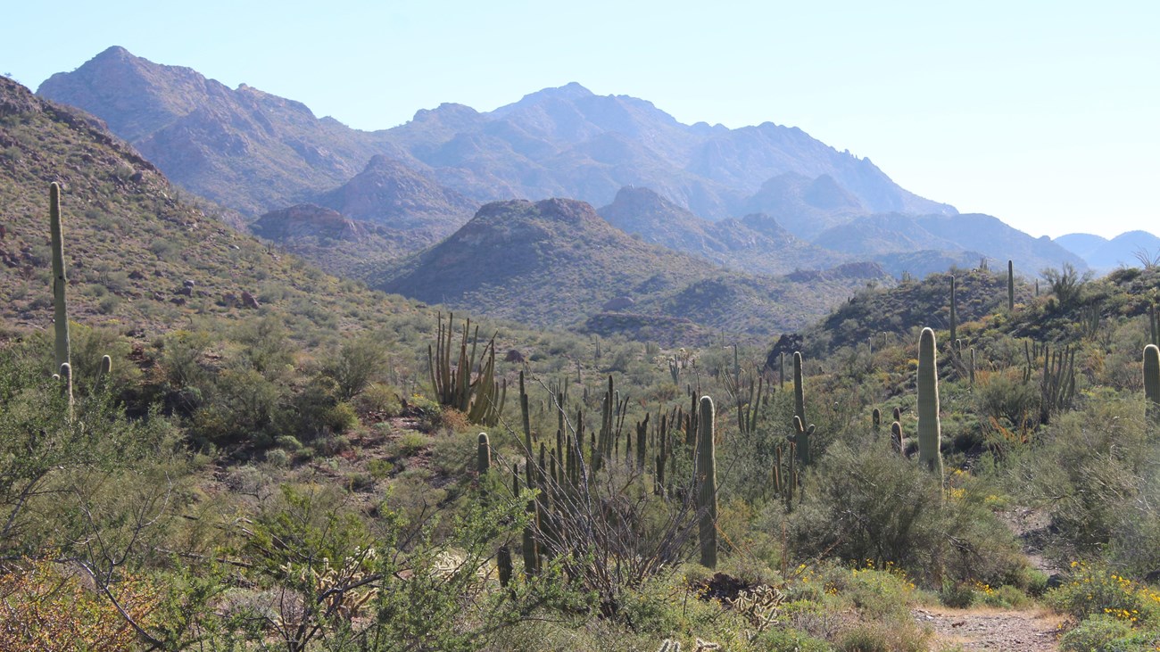 The landscape around the mine features a tall saguaro forest and large purplish mountains.